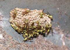 Mischocyttarus basimacula