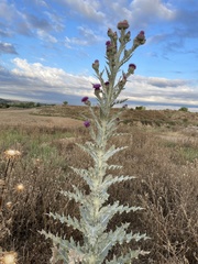 Onopordum acanthium
