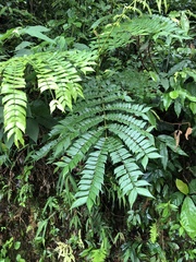 Archidendron clypearia