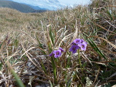 Cardamine purpurea