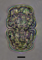 Cosmarium holmiense