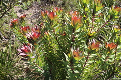 Leucadendron orientale