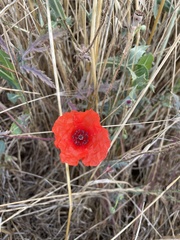Papaver rhoeas