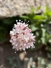 Valeriana californica