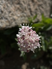 Valeriana californica