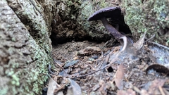 Cortinarius kioloensis