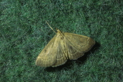 Anania fuscalis