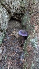 Cortinarius kioloensis