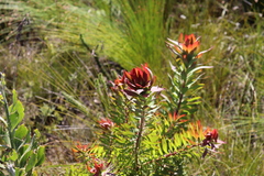 Leucadendron orientale