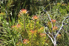 Leucadendron orientale