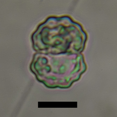 Cosmarium impressulum