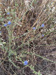 Cichorium intybus