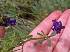 Medicago sativa