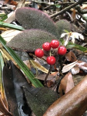 Ardisia mamillata