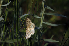 Semiothisa saburraria