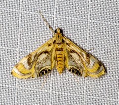 Margarosticha repetitalis
