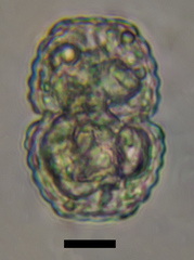 Cosmarium levinotabile