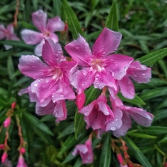 Nerium oleander