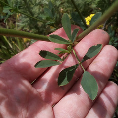 Medicago sativa