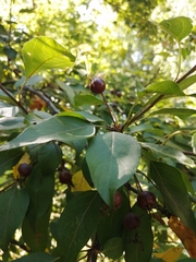 Malus