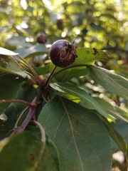 Malus