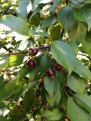 Malus