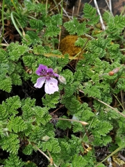 Erodium glandulosum