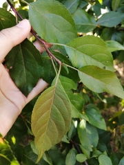 Malus