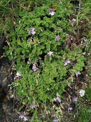 Erodium glandulosum