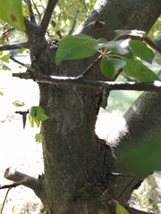 Malus
