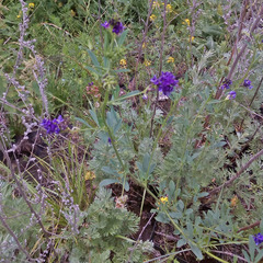 Medicago sativa