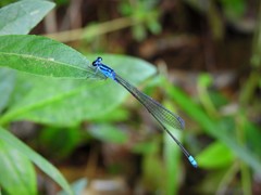 Archibasis oscillans