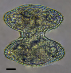 Cosmarium holmii