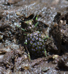 Elaphrus californicus