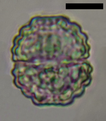 Cosmarium sexnotatum
