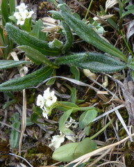Eutrema edwardsii