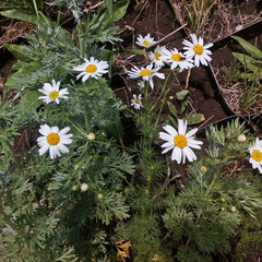 Tripleurospermum inodorum