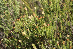 Penaea cneorum