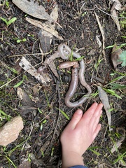 Gemascolex stirlingi