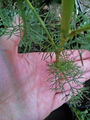 Tripleurospermum inodorum