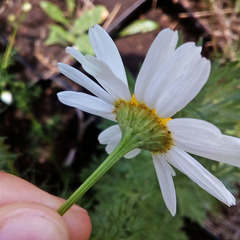 Tripleurospermum inodorum