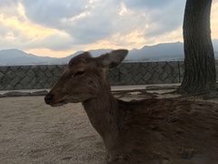 Cervus nippon