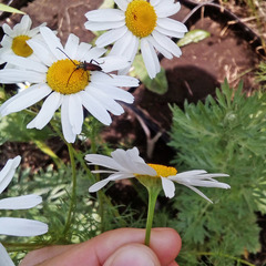 Tripleurospermum inodorum