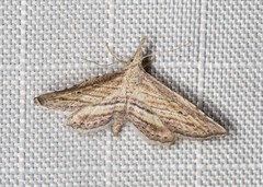 Stenopaltis lithina