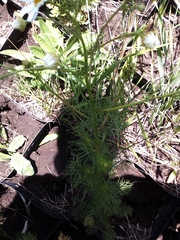 Tripleurospermum inodorum