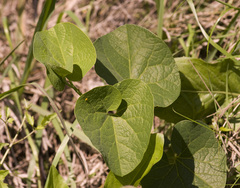Aristolochia fimbriata