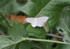Scopula ternata