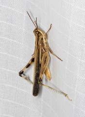 Aiolopus thalassinus dubius