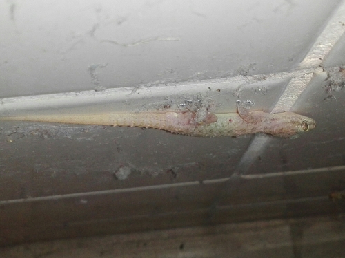 Spotted House Gecko, Sri Lanka, photo 10 of 10