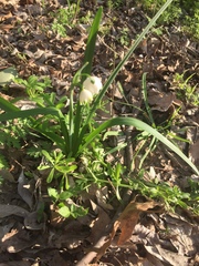 Leucojum